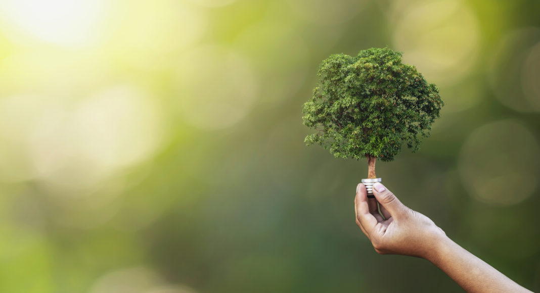 Tree planting on volunteer family's hands for eco friendly and c sostenibilidad